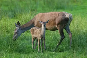 160517: Red Deer adult hind with calf in summer Germany