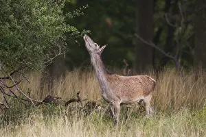 Danmark: Red Deer - adult hind - Denmark