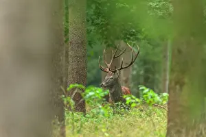 Clearing: Red deer - adult stag on a forest clearing looking about in