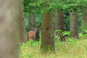 Clearing: Red deer - adult stag on a forest clearing looking about in