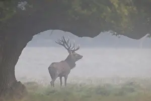 Ruting: Red Deer - adult stag in morning mist - Denmark