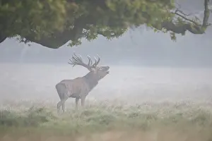 Ruting: Red Deer - adult stag in morning mist - Denmark
