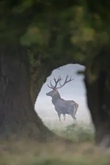 Ruting: Red Deer - adult stag in morning mist - Denmark