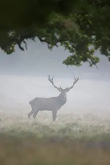 Ruting: Red Deer - adult stag in morning mist - Denmark