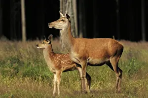 Germay: Red Deer - Adult with young