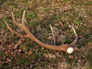 Rack: Red Deer - antler rack