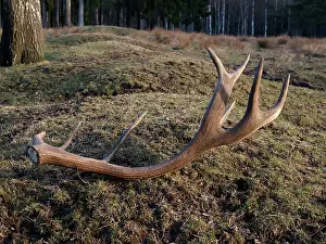 Rack: Red Deer - antler rack