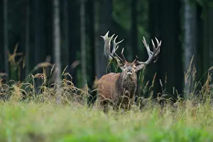 Bellow: Red deer in Autumn, Cervus elaphus, Germany, Europe