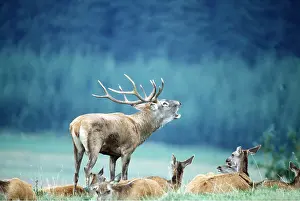 Hinds: RED DEER -bellowing / roaring with group of hinds