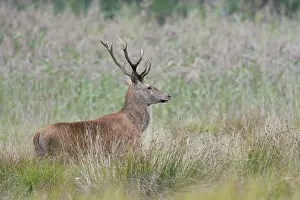 Oberlausitzer: Red deer, Biosphere reserve Oberlausitzer Heide-