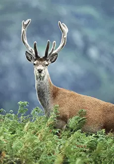 Monarch: RED DEER in bracken, Monarch of the Glen