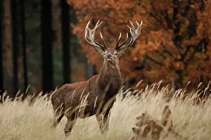 Proud: Red Deer - buck at autumn