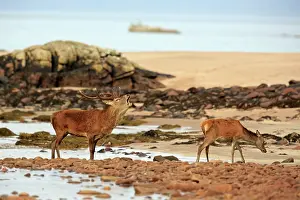 Elphus: Red Deer - buck belling on beach in rut season Isle