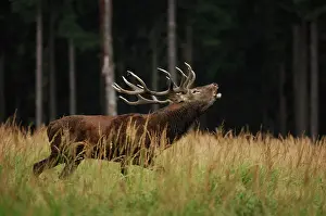 Belling: Red Deer - buck belling in mating season