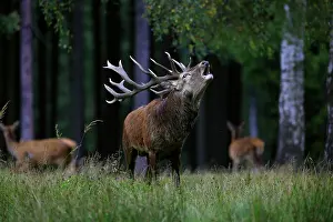 Elphus: Red Deer - buck belling in rut season Germany (Cervus
