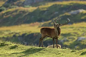 Rhum: Red Deer - buck belling in rut season Isle of Rhum
