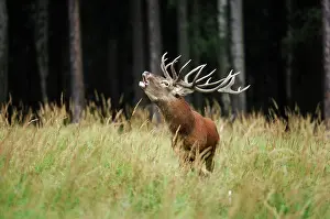 Bellowing: Red Deer - buck bellowing in mating season