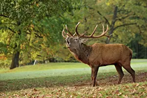 Bellowing: Red Deer - buck bellowing in rut season