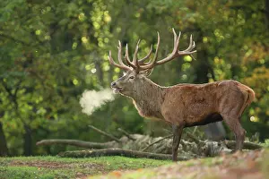 Bellowing: Red Deer - buck bellowing in rut season