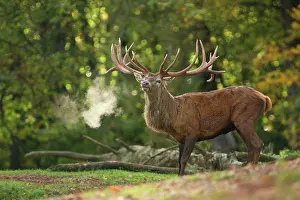 Bellowing: Red Deer - buck bellowing in rut season