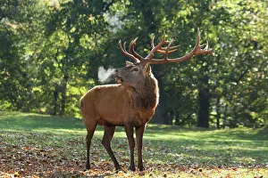 Bellowing: Red Deer - buck bellowing in rut season