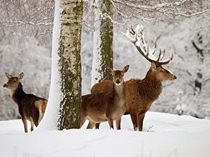 Bucks: Red Deer - buck with cows in snow