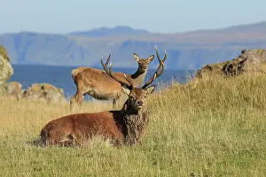 Rhum: Red Deer - buck and doe Isle of Rhum, Scotland