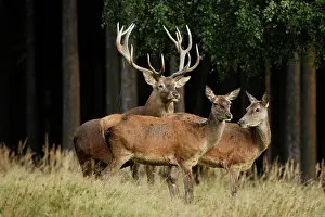 Hinds: Red Deer - buck and hinds