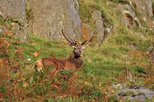 Elphus: Red Deer - buck Loch Assynt, Scottish Highlands
