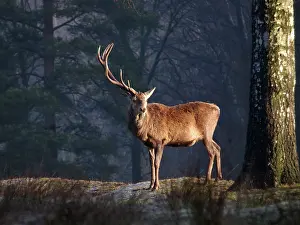 Losing: Red Deer - buck losing antlers