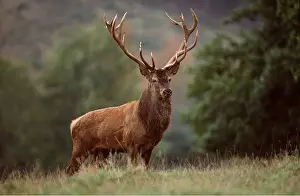 Proud: RED DEER - buck / male