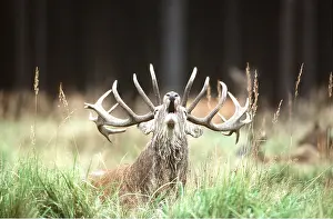Bucks: RED DEER - buck roaring / bellowing during rut season