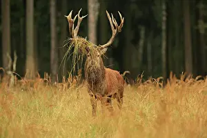 Elphus: Red Deer - buck in rut season Germany (Cervus elaphus)