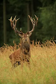 Elphus: Red Deer - buck in rut season Germany (Cervus elaphus)