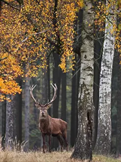 040319: Red Deer-buck standing in a autumn forest and lookingGermany