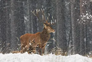 Blizzards: Red Deer - bucks in blizzard