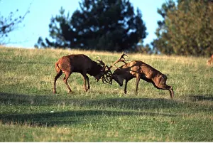 Attacking: RED DEER - two bucks / males fighting