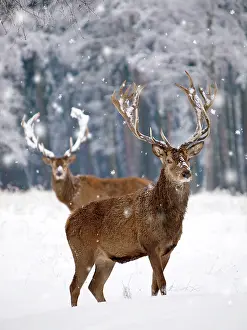 250521: Red Deer - bucks in snow