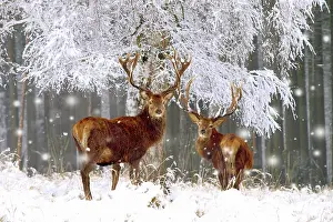 250521: Red Deer - bucks in snow