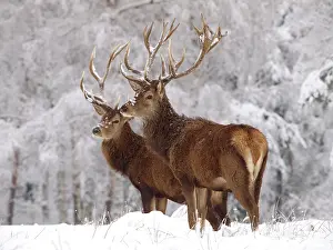 Bucks: Red Deer - bucks in snow