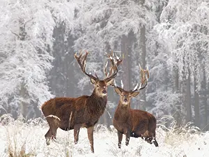 Bucks: Red deer bucks in snow