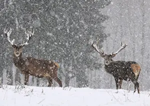 Blizzards: Red Deer - bucks in snow blizzard