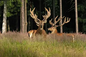 Racks: Red Deer - bucks in summer with velvet racks