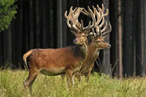 Racks: Red Deer - bucks in summer with velvet racks