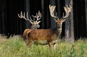 Racks: Red Deer - bucks in summer with velvet racks
