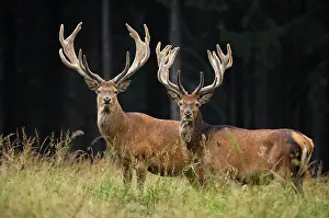 Racks: Red Deer - bucks in summer with velvet racks