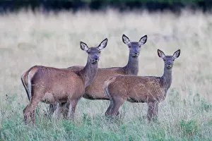 Danmark: Red Deer with calf
