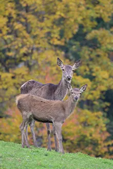 Danmark: Red Deer with calf