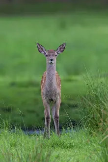 Fawns: Red Deer calf summer Red Deer calf in meadow in summer