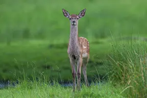 Fawns: Red Deer calf summer Red Deer calf in meadow in summer